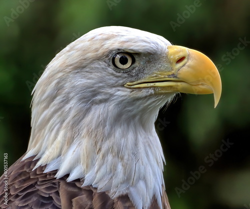 American Bald eagle's head shot. Haliaeetus leucocephalus.
