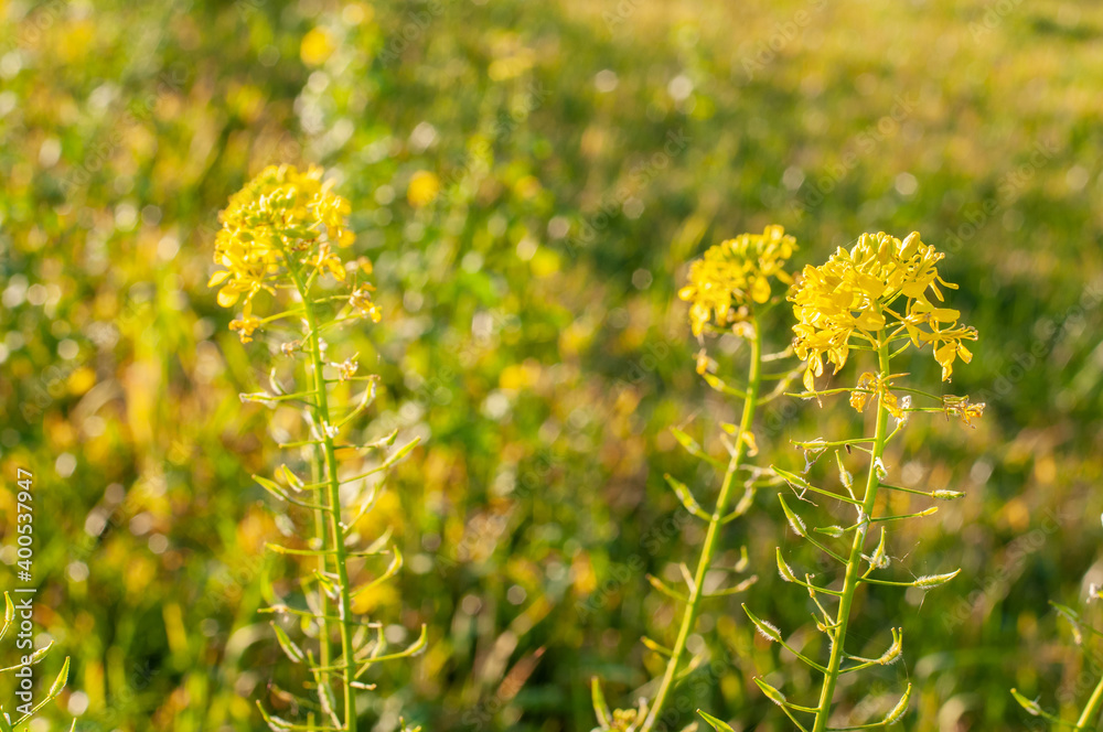 Fototapeta premium white mustard plants with yellow petals in sunlight