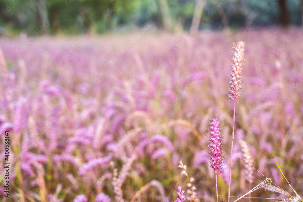 Obraz premium pink grass meadow wallpaper bakground