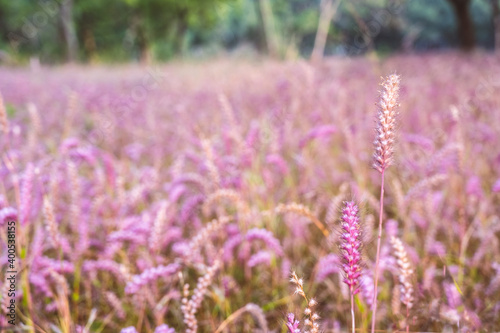 pink grass meadow wallpaper bakground