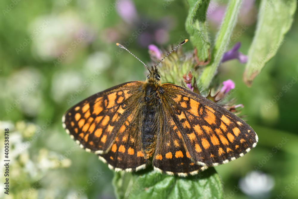 The heath fritillary (Melitaea athalia) on wild grass. Beautiful natural background with fritillary butterfly The heath fritillary (Melitaea athalia) on wild grass. Beautiful natural background with fritillary butterfly