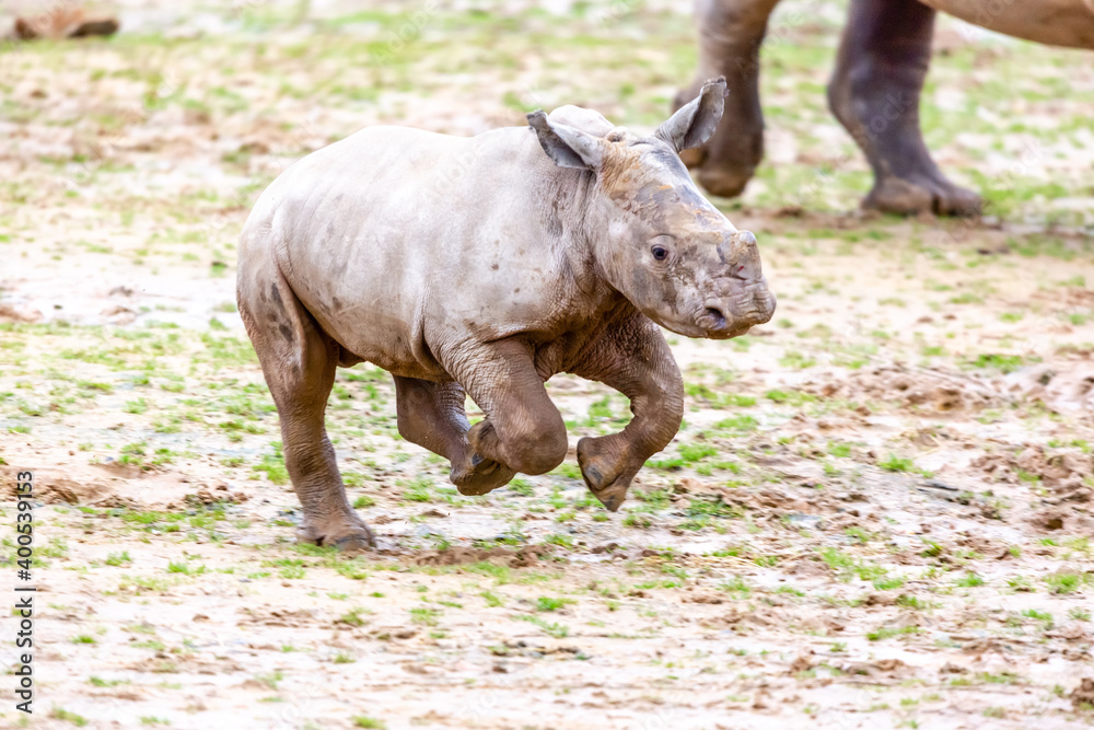Fototapeta premium rhino in the zoo