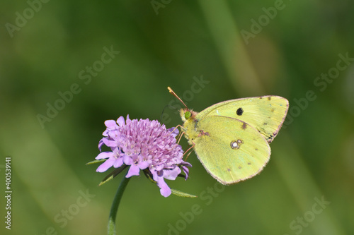 Berger's clouded yellow butterfly collecting nectar on flower in nature(Colias alfacariensis). Beautiful yellow butterfly on meadow © Ivan