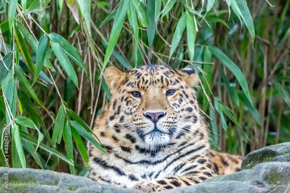 Fototapeta premium amur leopard