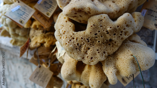 Sea sponge from the Mediterranean Sea sold in Croatia