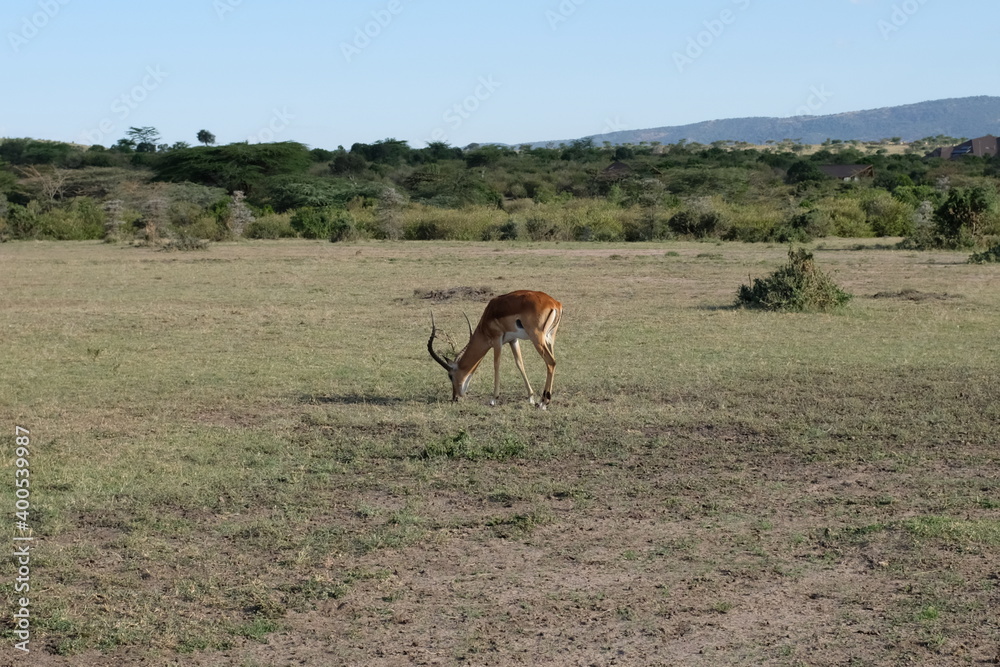 Naklejka premium gazelle
