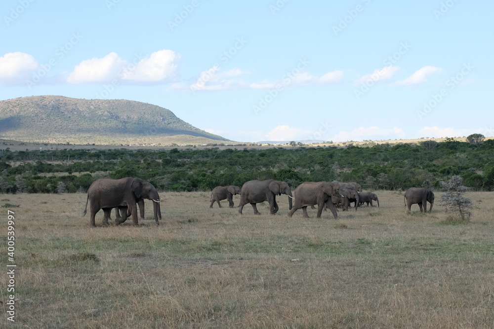 Fototapeta premium elephant family