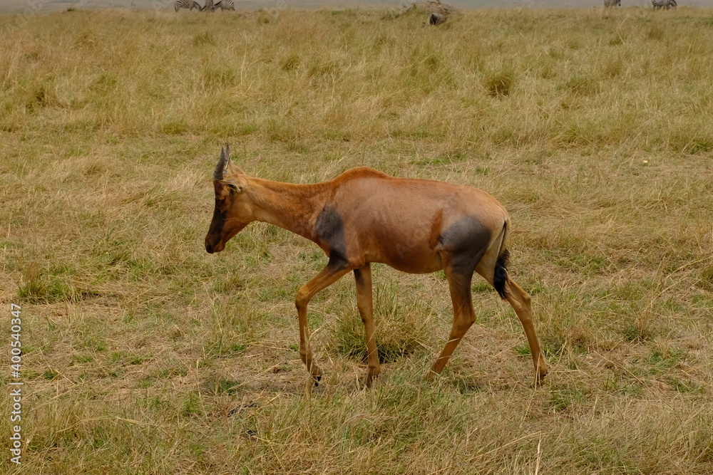 Fototapeta premium africa