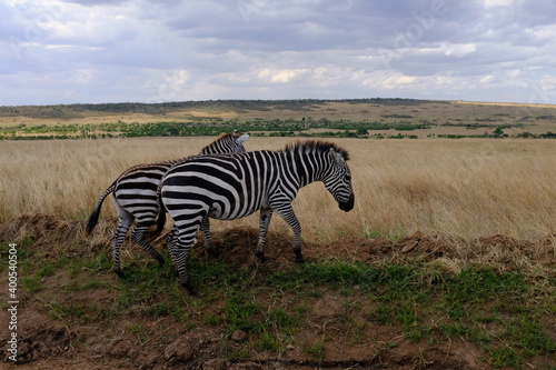 zebra