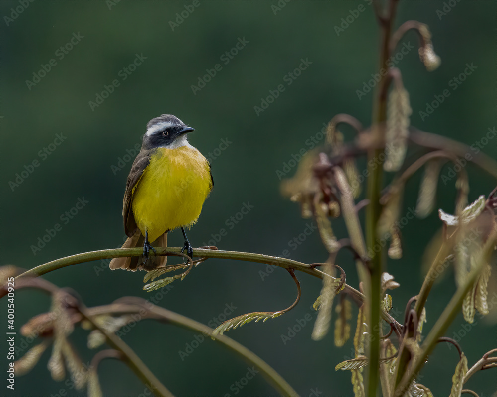 Fototapeta premium A yellow-breasted bird perched on a tree branch