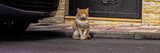 The Golden Cat On The Street