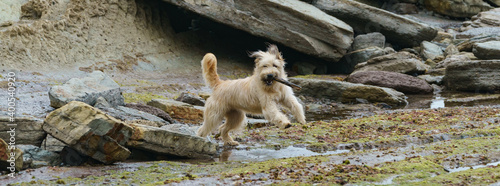 Funny white dog is playing with a stick on the Atlantic ocean shore in summer day in Zumaia in Spanish Basque country. High resolution image.
