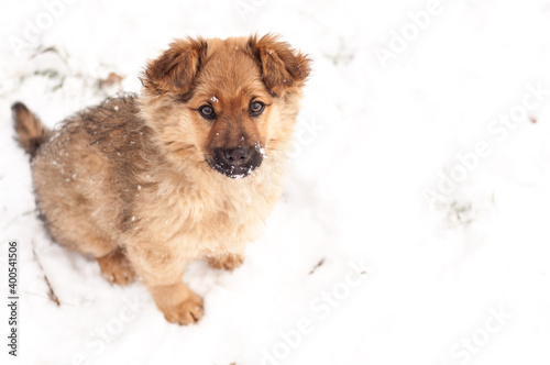 Adorable young puppy. Playful young dog in snow. © Kaptannyy Kostyantyn