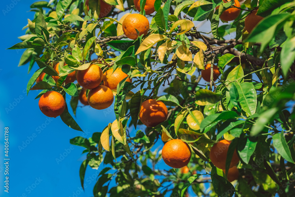 Closeup of ripe juicy mandarin oranges on a tree Closeup of ripe juicy mandarin oranges on a tree