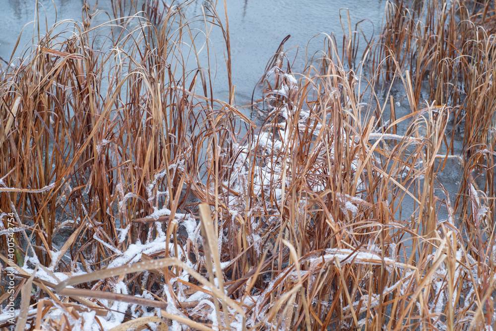 Fototapeta premium River grass frozen in the icy water in winter.