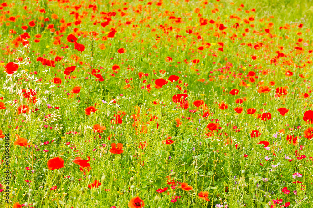 Poppies and wild flowers, Carcassonne, Languedoc-Roussillon, France