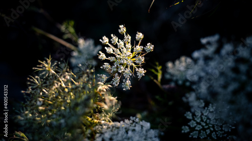 Close up of a flower