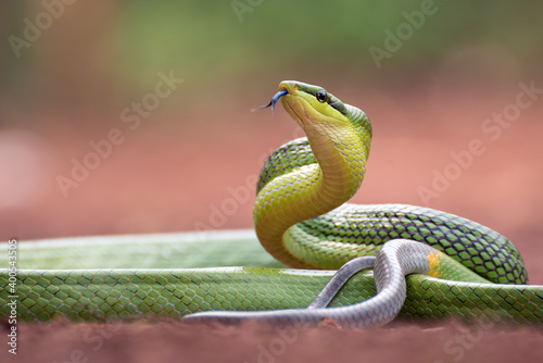 Gonyosoma oxycephalum known as red-tailed green ratsnake photo