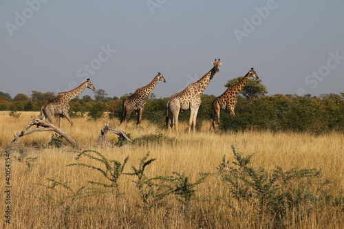 Gruppe von Giraffen