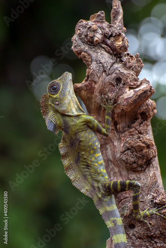 Angle head lizard ( Gonocephalus bornensis ) on tree trunk photo