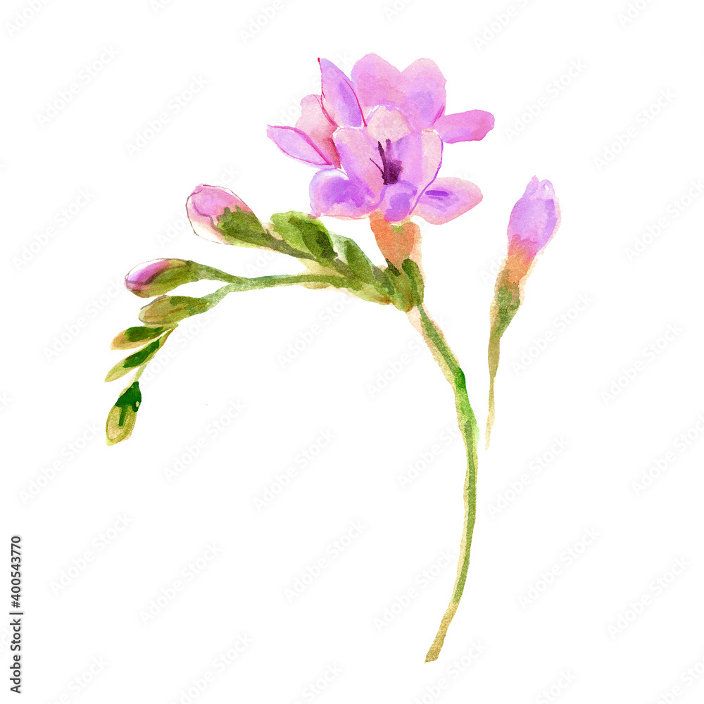 Watercolor hand painted freesia flower