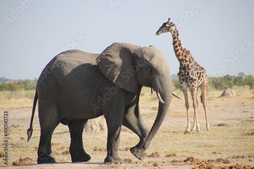 Elefant läuft vor Giraffe vorbei