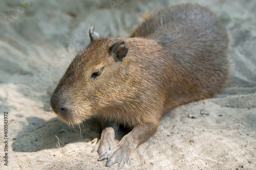 Close up portrait of a cute capybara  Hydrochoerus hydrochaeris 