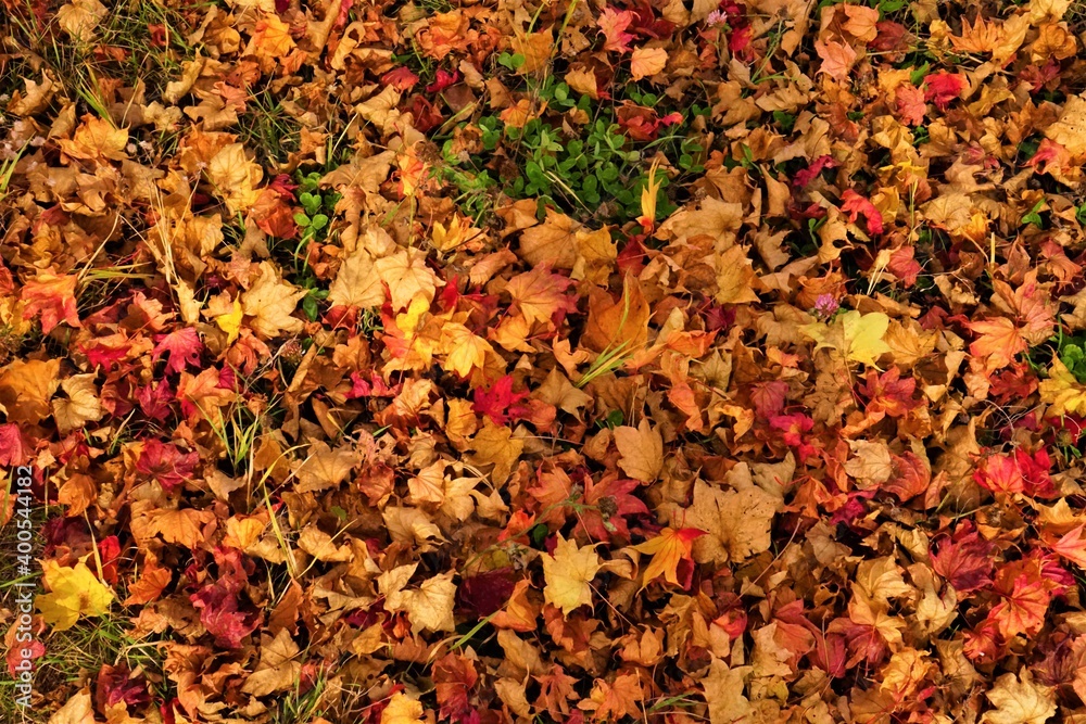Dried red and yellow autumn leaves on ground. Closeup - 赤く紅葉した落ち葉 ニセコ 北海道虻田郡留寿都村 Dried red and yellow autumn leaves on ground. Closeup - 赤く紅葉した落ち葉 ニセコ 北海道虻田郡留寿都村