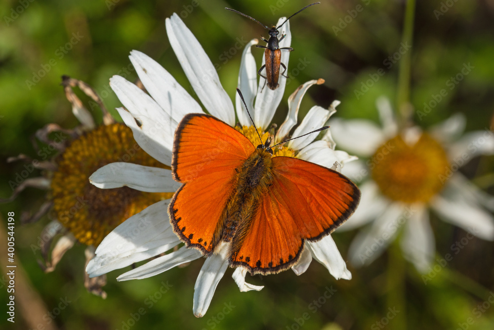 Obraz premium Dukaten-Feuerfalter, Lycaena virgaureae, DE, NRW, Kahler Asten, Sauerland 2020/07/13 09:08:05