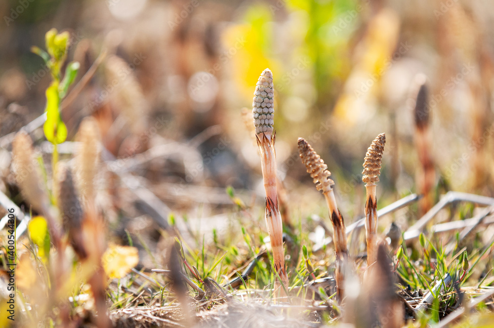 Fototapeta premium 春の使者