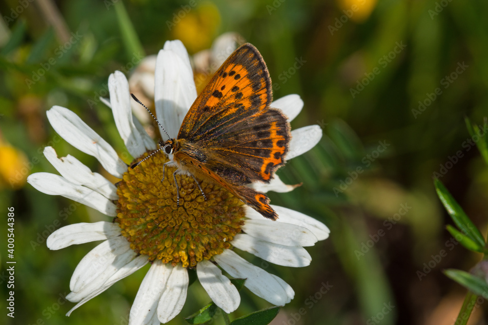 Dukaten-Feuerfalter, Lycaena virgaureae, DE, NRW, Kahler Asten, Sauerland 2020/07/13 09:37:14 Dukaten-Feuerfalter, Lycaena virgaureae, DE, NRW, Kahler Asten, Sauerland 2020/07/13 09:37:14