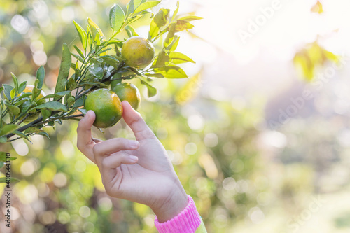 girl hand holding Oranges in Orange Farm with Beautiful Sunshine