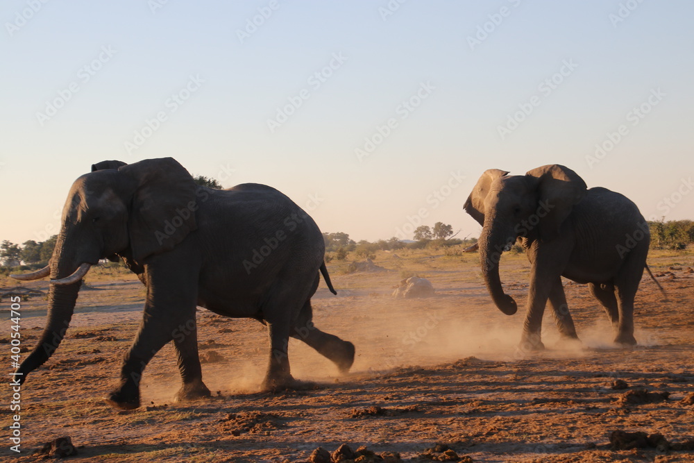 Elefant im Sprint