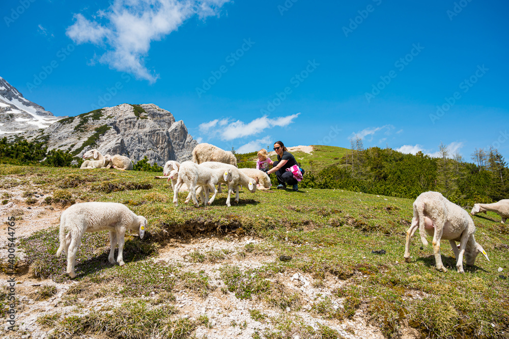 Mother and daughter petting cute sheep in mountain meadow. Mother and daughter petting cute sheep in mountain meadow.