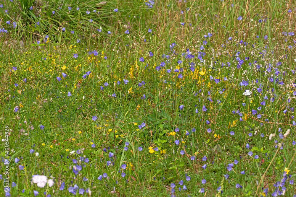 Fototapeta premium Wiese, Blumenwiese, DE, NRW, Schlangenberg bei Stolberg 2020/07/27 12:24:01