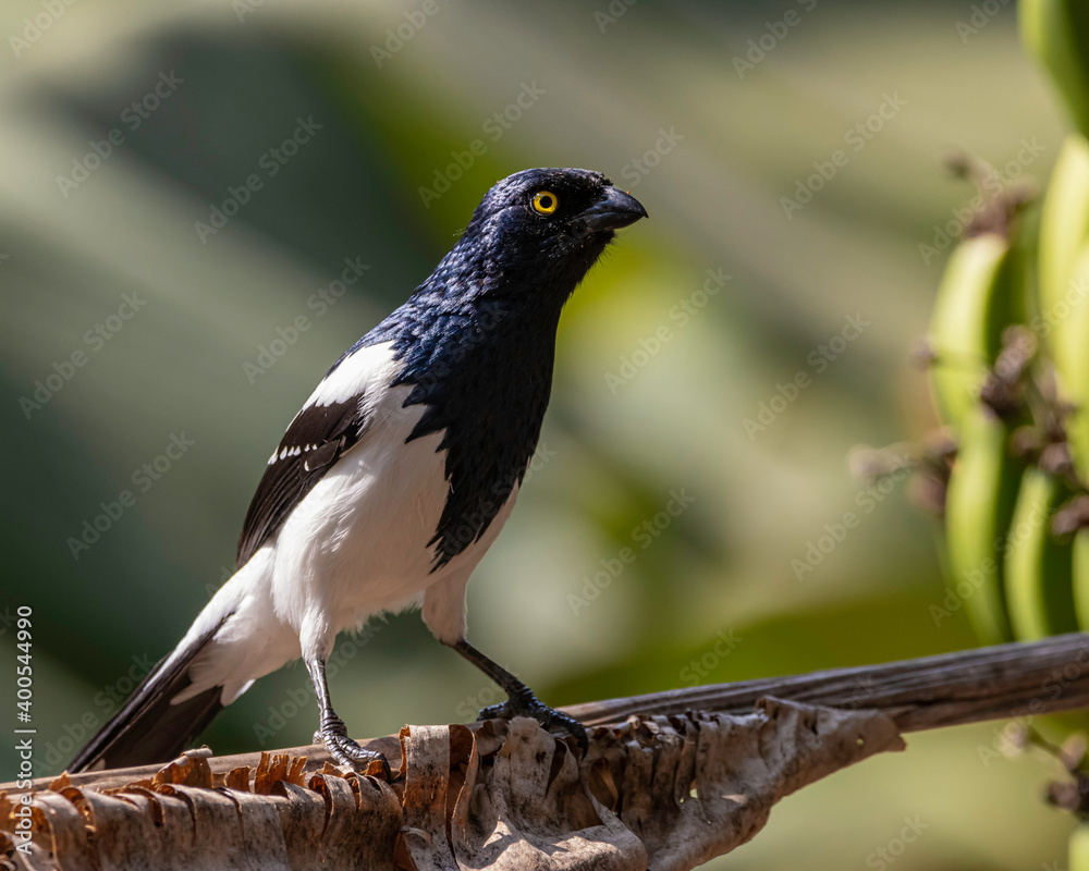 Obraz premium A yellow-eyed blue and white bird perched on a tree branch