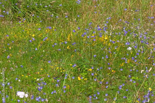 Wiese, Blumenwiese, DE, NRW, Schlangenberg bei Stolberg 2020/07/27 12:24:01