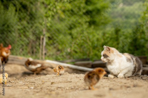 cat hunts on little chicken in the yard