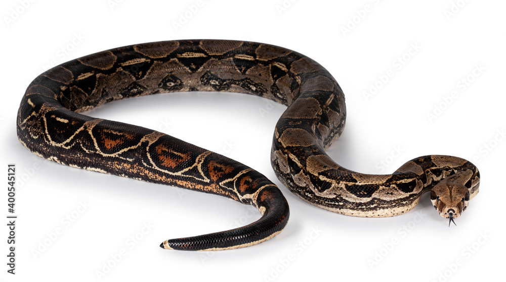 Full body Boa Constrictor aka Boa Constrictor Imperator snake. Isolated on white background. Full body Boa Constrictor aka Boa Constrictor Imperator snake. Isolated on white background.