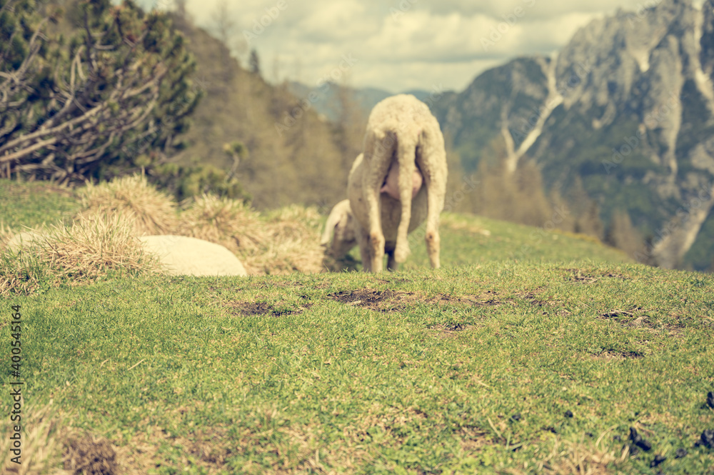 Naklejka premium Blurred rear view of a sheep in alpine meadow.