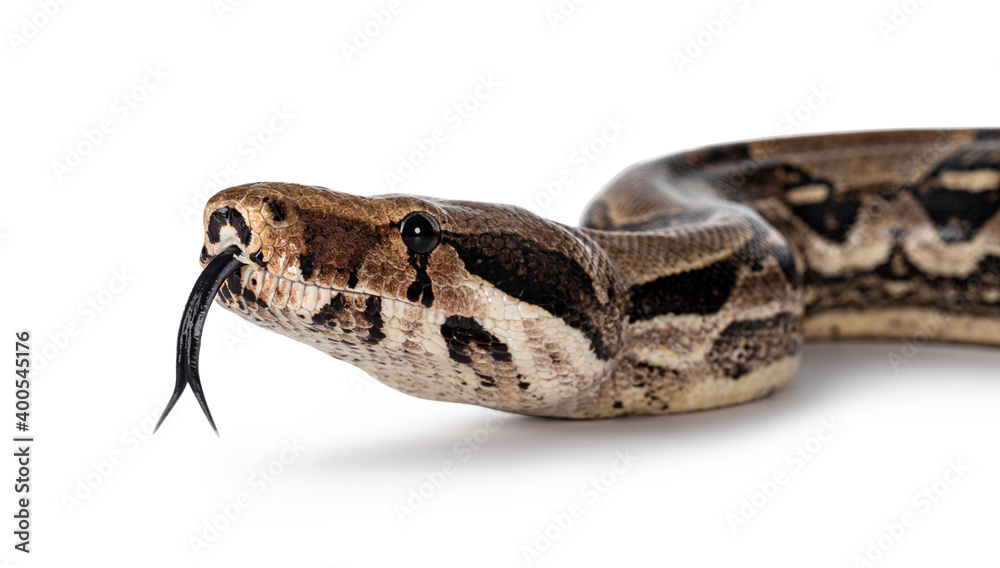 Detail head shot Boa Constrictor aka Boa Constrictor Imperator snake. Isolated on white background. Tongue out. Detail head shot Boa Constrictor aka Boa Constrictor Imperator snake. Isolated on white background. Tongue out.