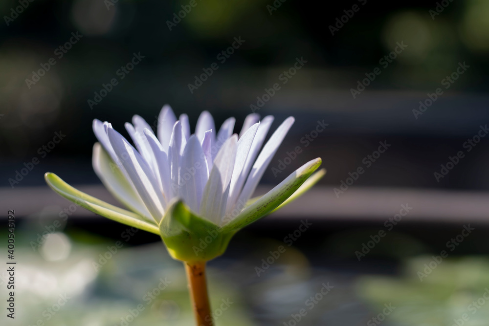 lovely water lily on blurred background lovely water lily on blurred background
