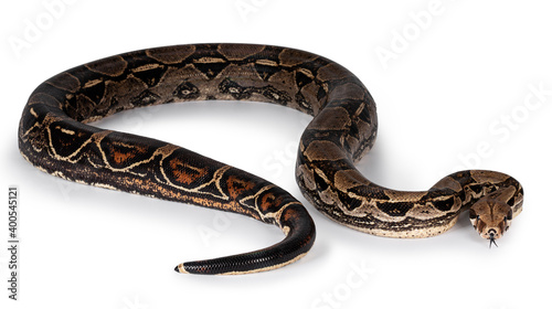 Full body Boa Constrictor aka Boa Constrictor Imperator snake. Isolated on white background.