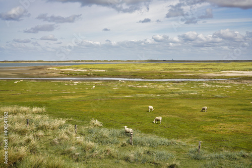 Fotografie, Obraz Sheep grazing on the Wadden Sea island of Sylt in North Friesland, Germany