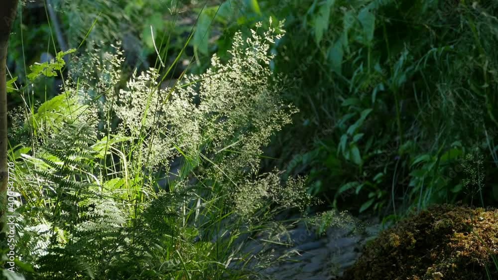 wild cereals sway in the wind, illuminated by the summer sun beautiful green landscape wild cereals sway in the wind, illuminated by the summer sun beautiful green landscape