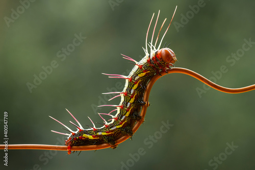 Rambutans Caterpillar on Branch photo