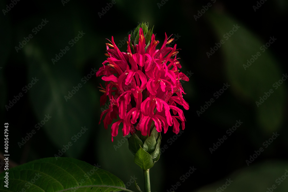 Wild bright dark pink color flower against a dark background, Wild bright dark pink color flower against a dark background,