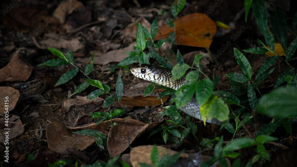 Obraz premium Rat snake peeking head out in the grass and dead leaves ground.