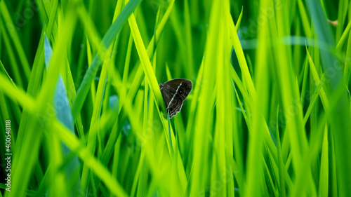 Cingalese Bushbrown butterfly in vibrant green rice leaves in the paddy field, common Sri Lankan butterfly. photo