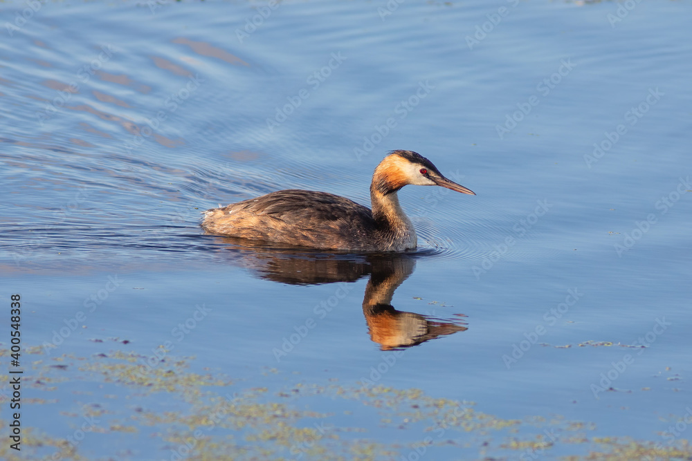 The great crested grebe on the water in morning summer light The great crested grebe on the water in morning summer light